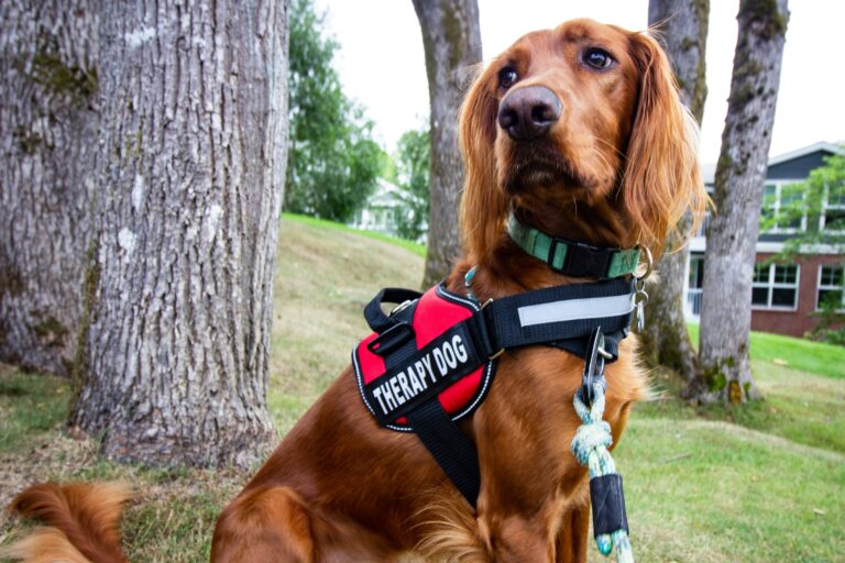 Tiere in der sozialen Arbeit Blogartikel BSG Bildungsinstitut Therapiehund